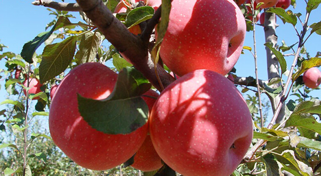 蘋果冷藏庫,蘋果預冷