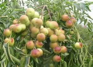 大棗、冬棗保鮮冷庫(kù)建造冷庫(kù)設(shè)計(jì)貯藏方法