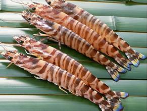 對(duì)蝦冷庫(kù)貯藏技術(shù)，低溫冷庫(kù)安裝